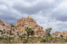 Load image into Gallery viewer, JOSHUA TREE Seed Germination Kit