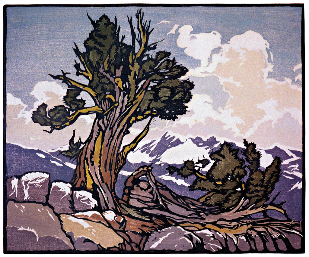 "GUARDIAN OF THE TIMBERLINE" Corduroy with Bristle Cone Pine Art Woven Label