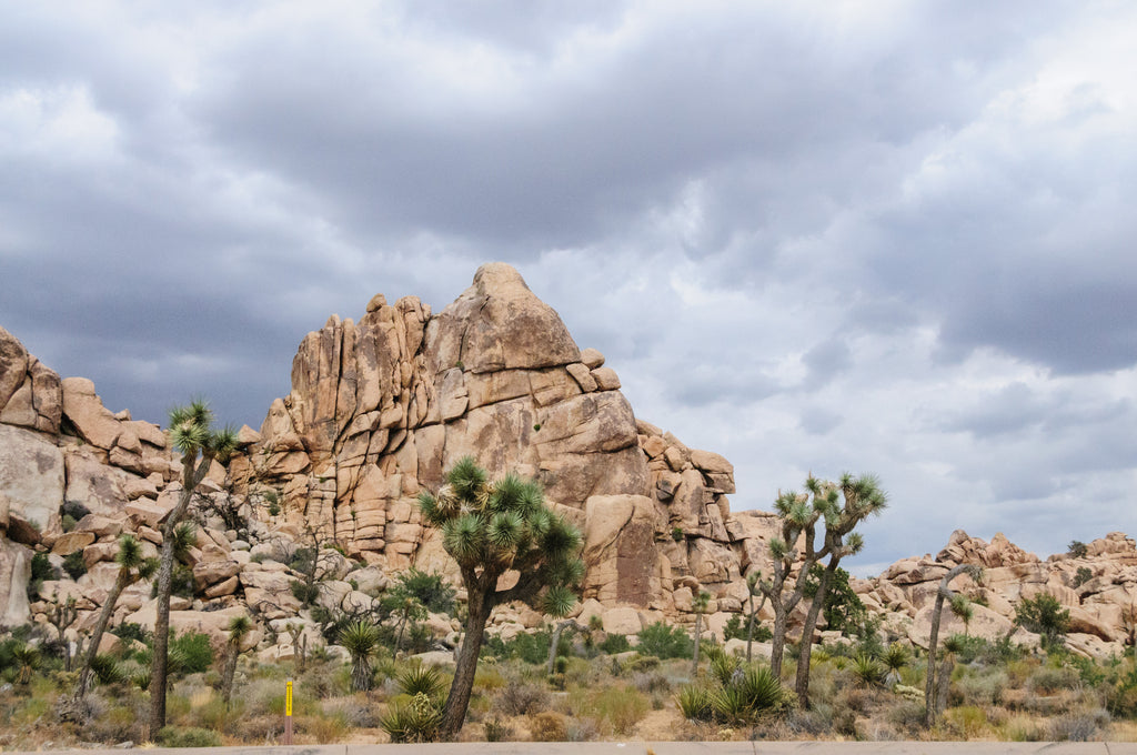 JOSHUA TREE Seed Germination Kit